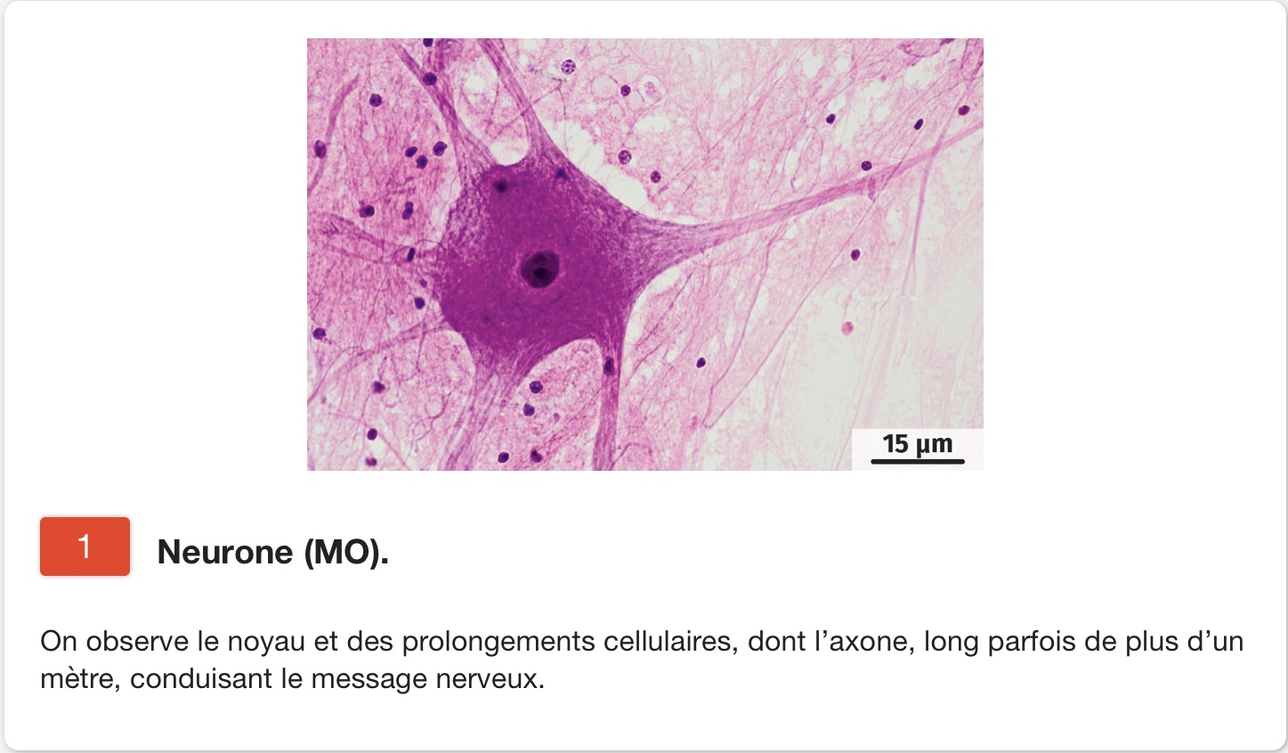 neurone