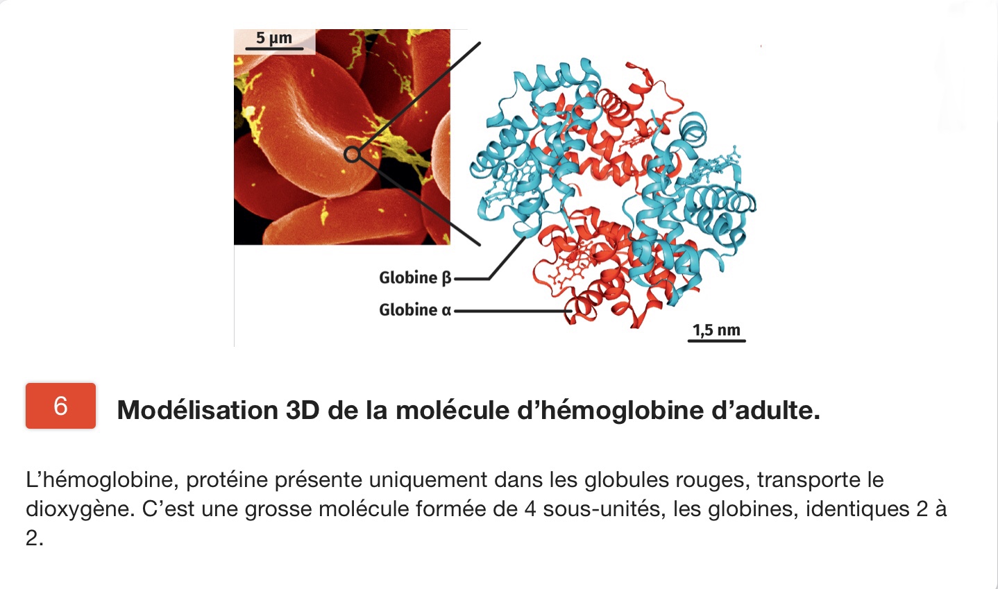 hemoglobine