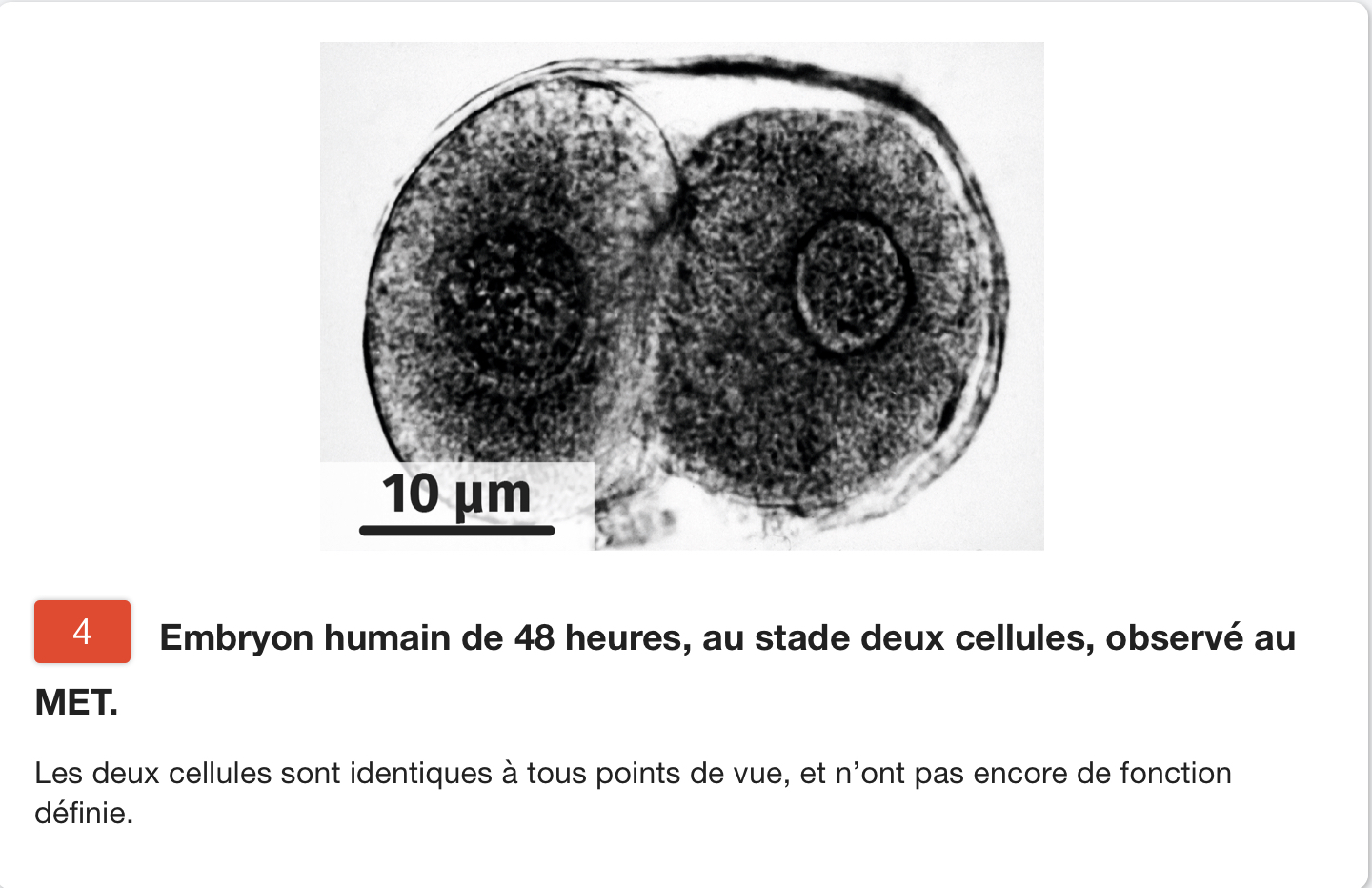 embryon